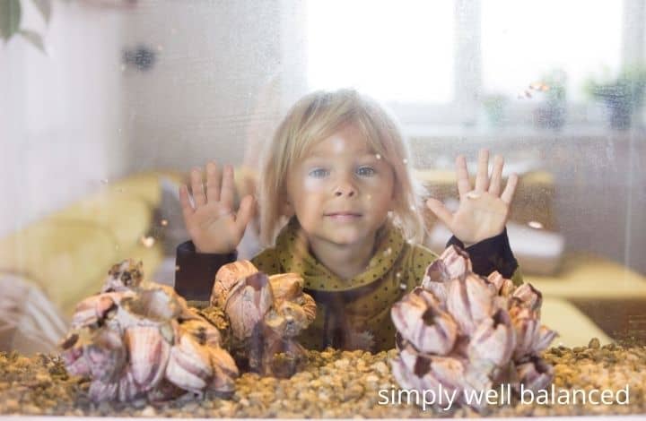 Indoor calming activities for kids: fish tank