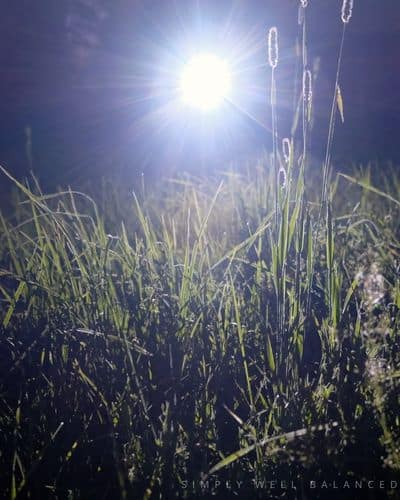 The bright light of a flashlight shining onto the grass during a game of flashlight tag. 