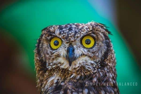 Close up of a nocturnal owl. 