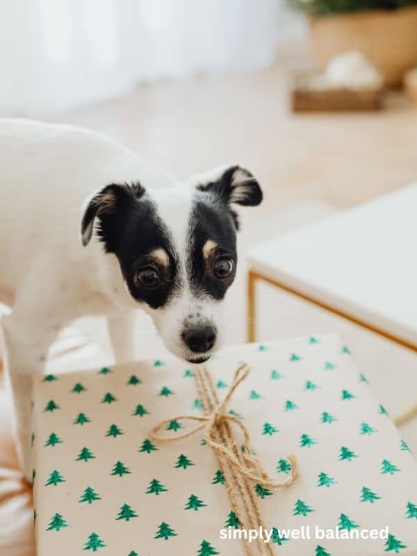 Small black and white dog standing near a gift wrapped in brown paper with Christmas trees. 